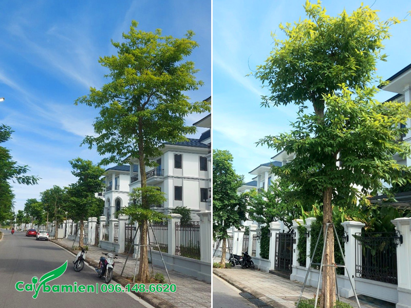 Bảo hành cây bằng lăng rừng công trình, chiều cao 7 - 8m