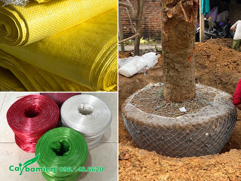 Bọc bầu cây mới bứng, tránh làm vỡ bầu