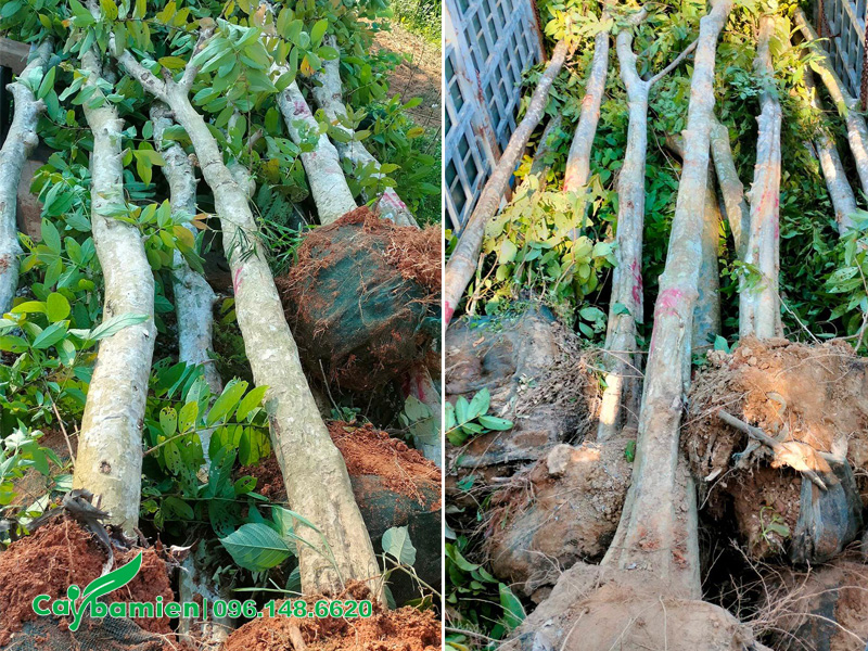 Bọc bầu cây săng lẻ dâm ủ, đường kính gốc 30cm