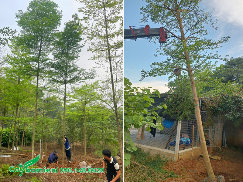 Bứng bầu cây bàng Đài Loan côn trình chiều cao 6 - 7m