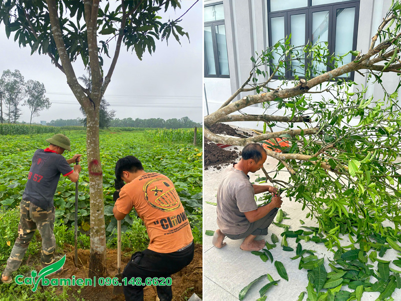 Bứng bầu cây xoài đường kính gốc 15 - 20cm