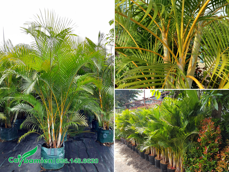 Cau vàng - một loại cây cau cảng đẹp, có màu sắc ấn tượng