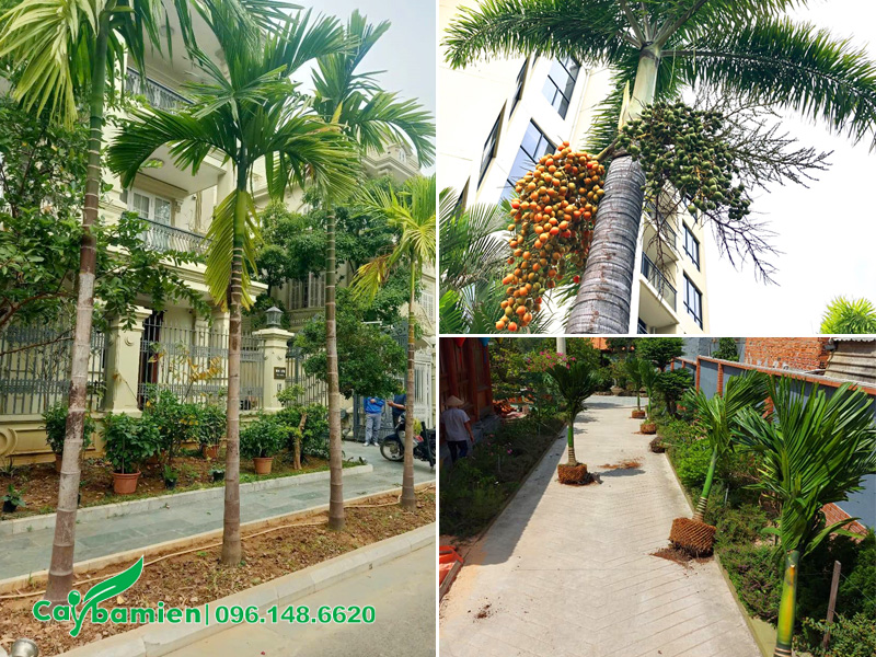 Các loại cây cau cảnh trồng công trình