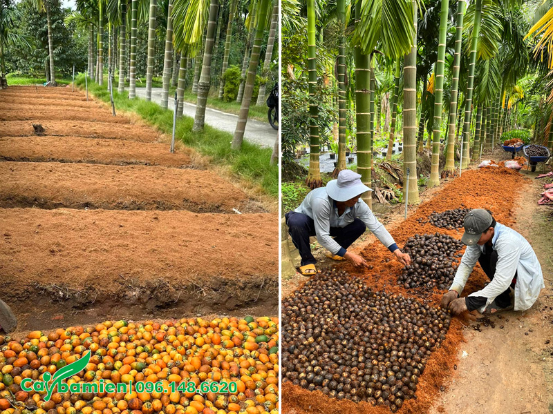 Lên luống và xếp quả cau ta giống