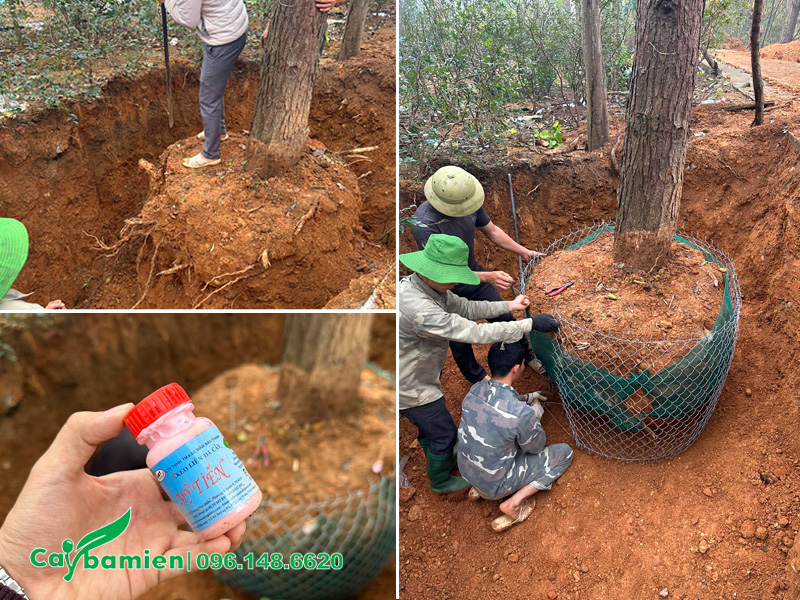 Bứng cây công trình cổ thụ có đường kính bầu hơn 1m