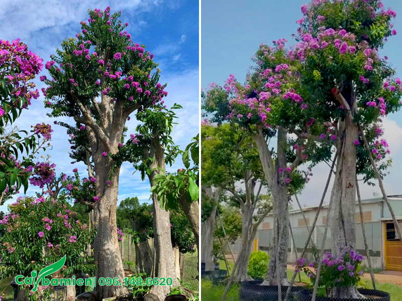 Hàng cây săng lẻ ghép bằng lăng tím chiều cao 3 - 4m