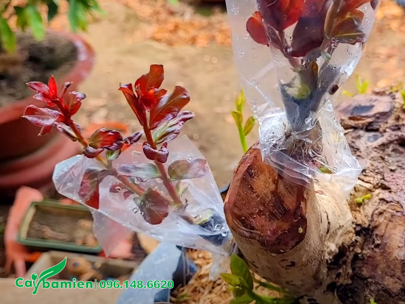 Cách ghép cây hoa tường vi trên bằng lăng rừng