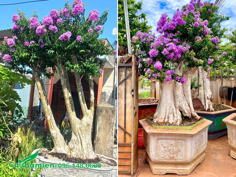 Hoa tím nở rộ trên cây săng lẻ trồng trong chậu