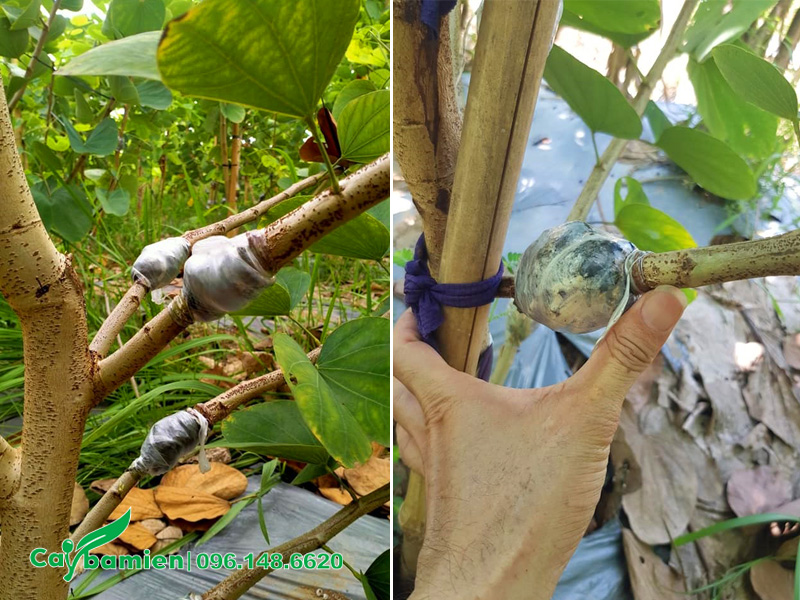 Cành chiết cây hoa ban tím hoàng hậu tại nhà vườn Cây Ba Miền