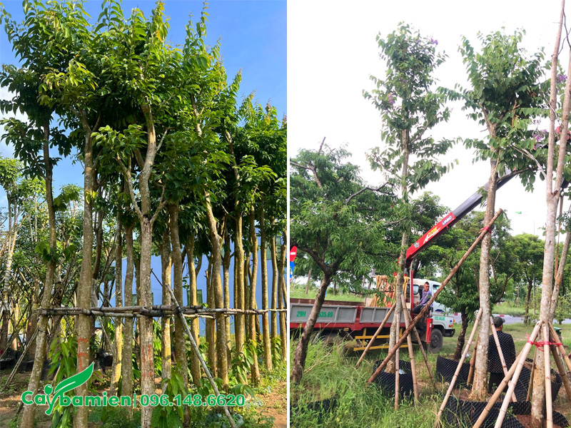 Vườn dưỡng số lượng lớn bằng lăng tím công trình đường kính gốc 15 - 20cm