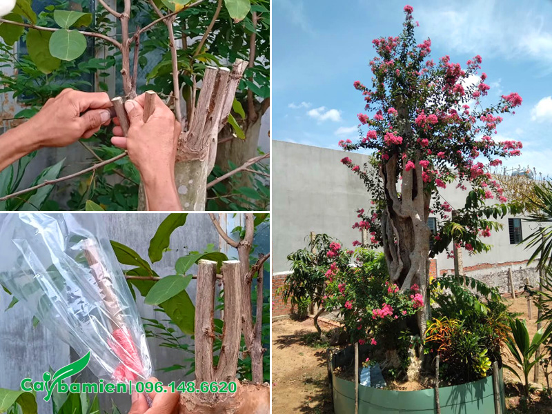 Kỹ thuật ghép cây hao tường vi vào bằng lăng rừng