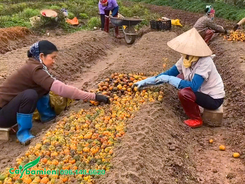 Cách ươm cây cau giống bằng quả tươi cho các địa phương ở miền Bắc