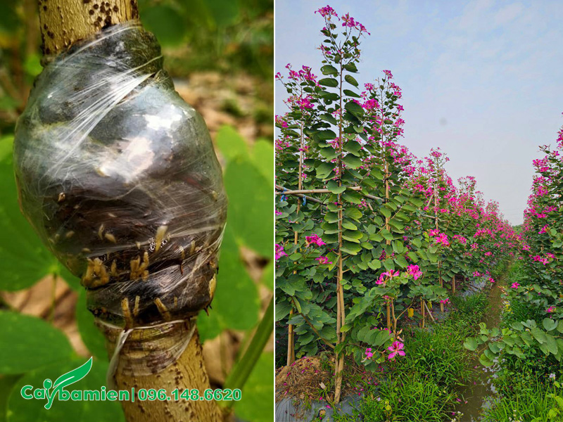 Vườn cây ban tím nhỏ chiều cao khoảng 2m, được nhân giống bằng kỹ thuật chiết cành