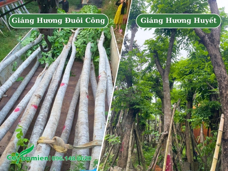So sánh hình ảnh thân cây giáng hương đuôi công và giáng hương huyết