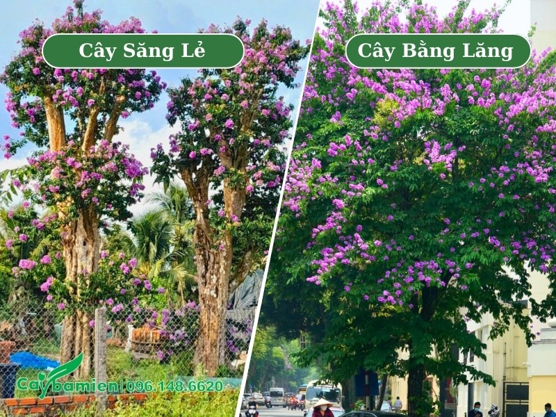 Hình ảnh phân biệt cây săng lẻ và bằng lăng tím, khi cây đang nở hoa