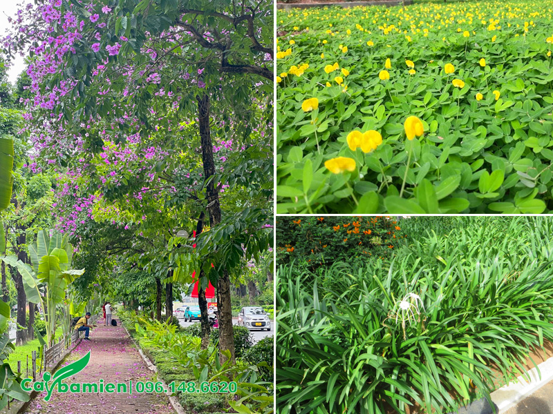 Trồng hàng cây bằng lăng trên vỉa hè kết hợp với các loại cây trồng nền thảm, trồng viền