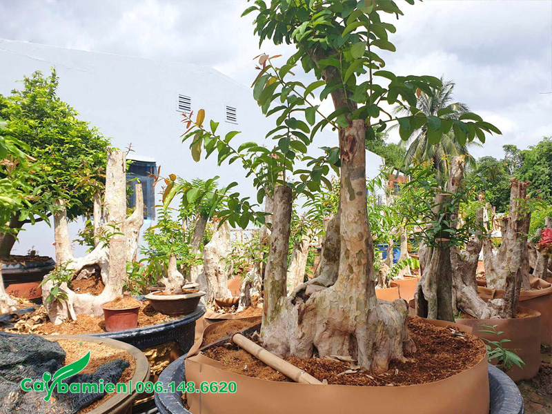 Cây có phôi nhỏ, chiều cao chỉ trên dưới 1m