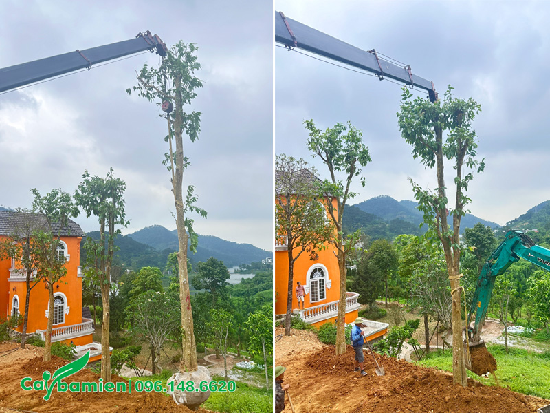 Cần cẩu đang đưa cây săng lẻ công trình đường kính gốc 35cm vào hố