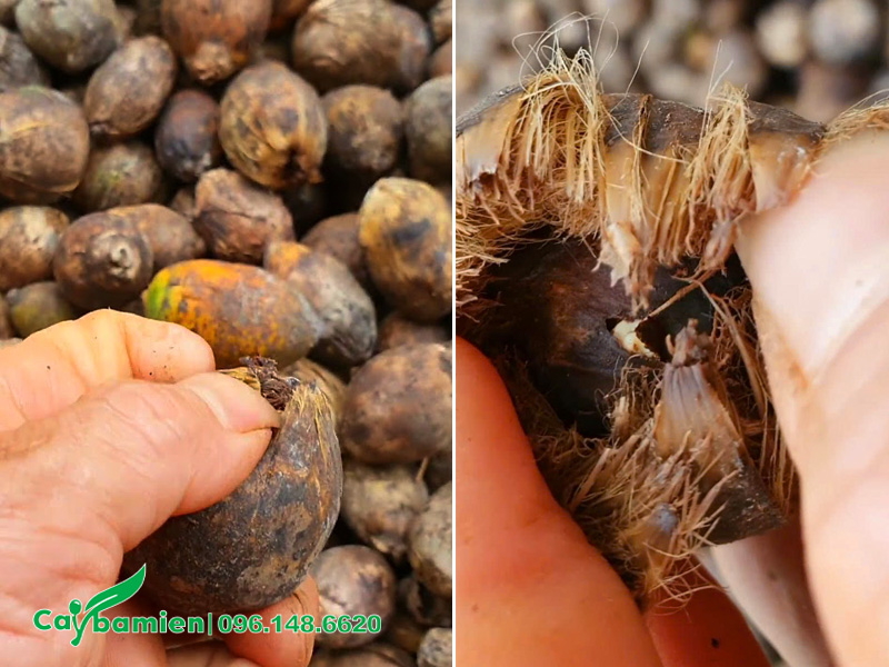 Quả cau giống đã ngâm nước và thuốc kích rễ