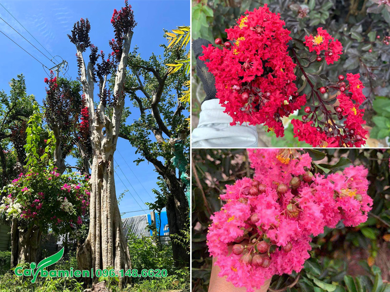 Cây săng lẻ ghép tường vi huyết long và tường vi hồng đậm