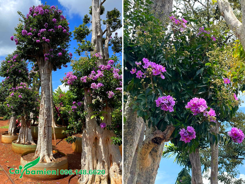 Cắt tỉa cành cho cây săng lẻ ghép tường vi