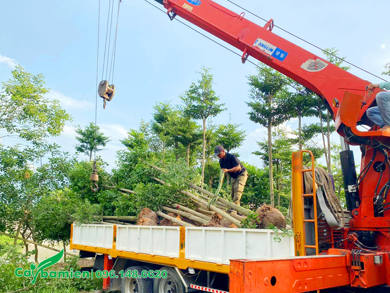 Cẩu đưa cây công trình mới bứng lên thùng xe tải