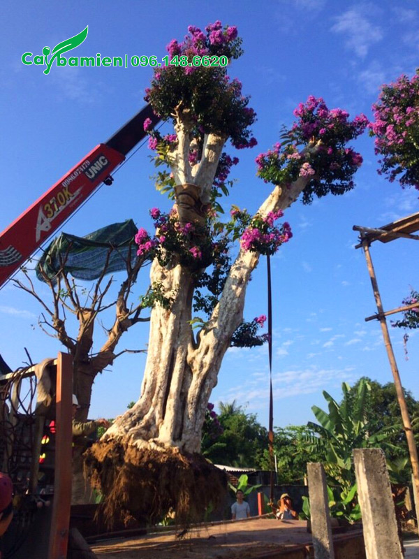 CÂY SĂNG LẺ (BẰNG LĂNG RỪNG) - Ảnh 20