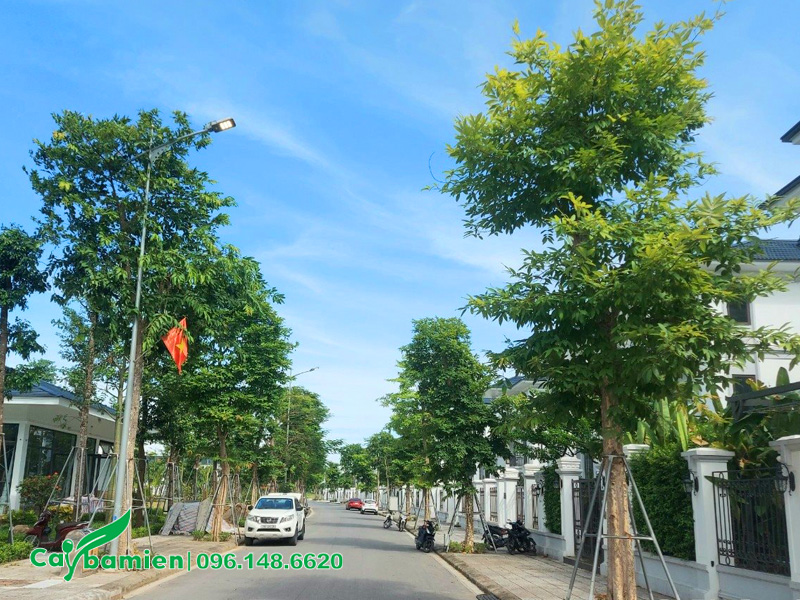 Hàng cây săng lẻ trồng vỉa hè đường phố, tạo bóng mát cho khu biệt thự