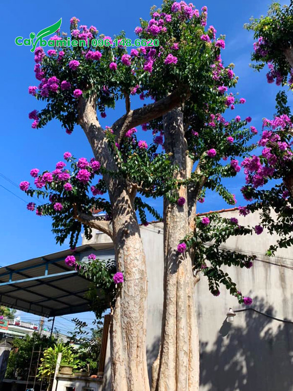 Bằng lăng lá nhỏ ghép trên thân cây săng lẻ