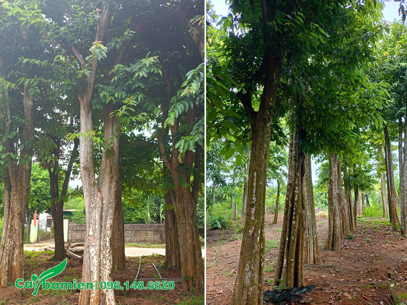 Săng lẻ đường kính gốc 40 - 50cm