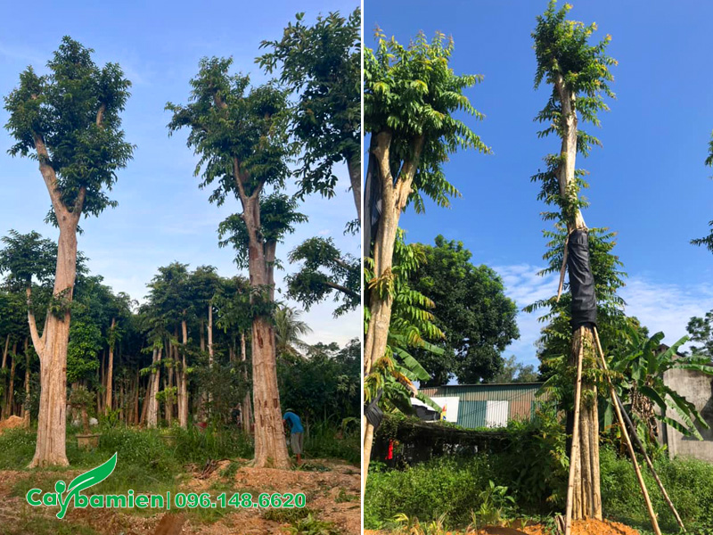 Những cây săng lẻ cổ thụ đã dâm ủ, chiều cao 7 - 8m