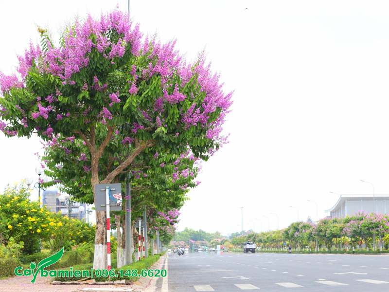 Hàng cây bằng lăng công trình trồng đường phố đô thị