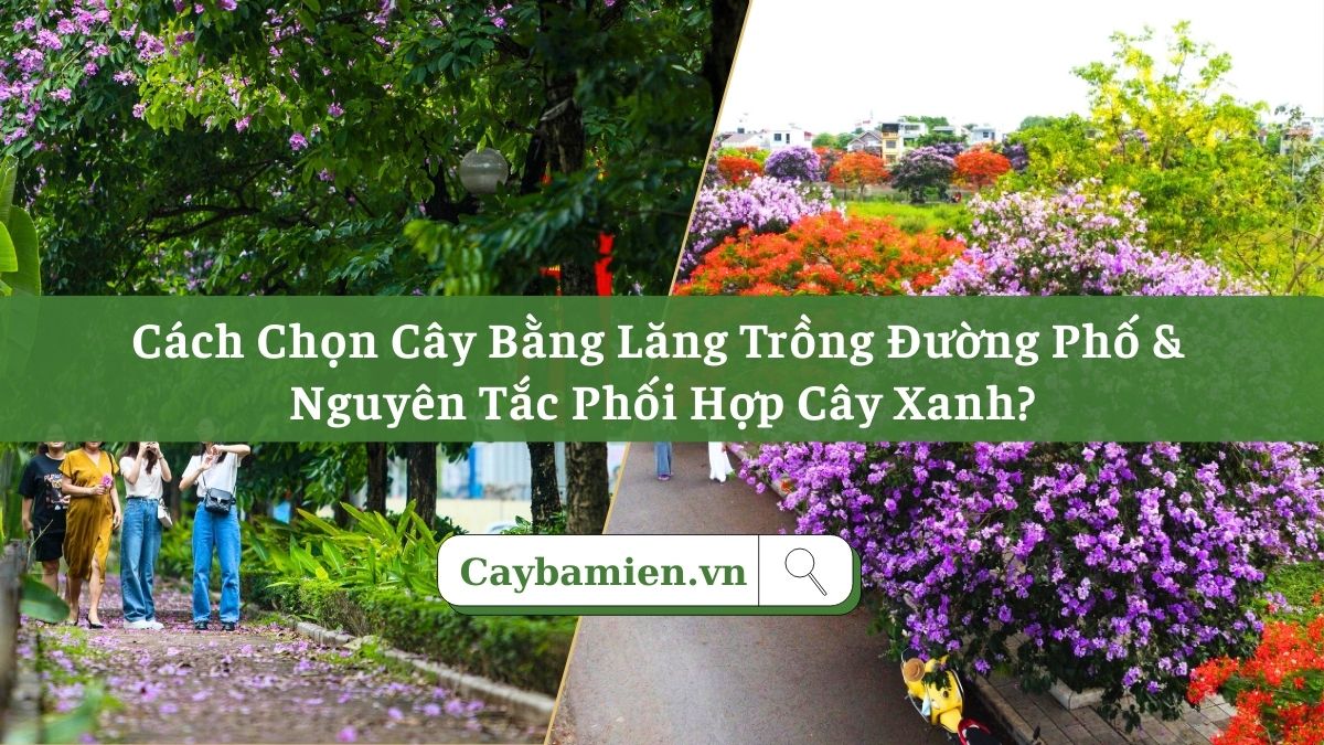 Cây bằng lăng trồng đường phố, vỉa hè tạo cảnh quan đẹp