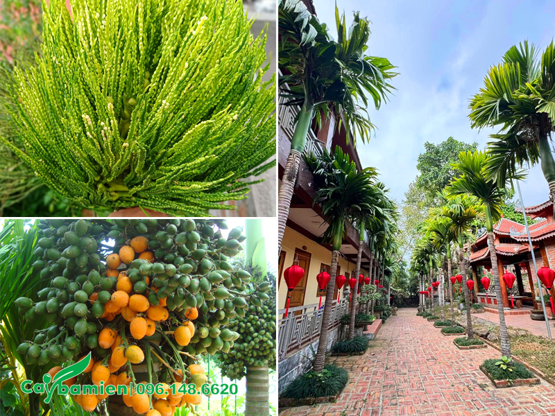 Các loại cây cau cảnh trồng ở công trình tâm linh