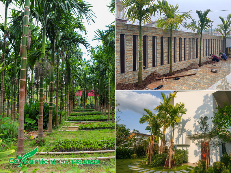 Cau Ta - là một trong các loại cây cau cảnh đẹp, có phong thủy tốt, dễ trồng