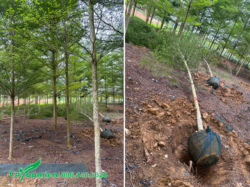 Bứng thẳng cây công trình số lượng lớn, đường kính gốc 10cm