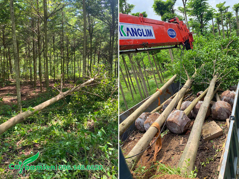 Bứng cây số lượng lớn trực tiếp tại vườn Cây Ba Miền