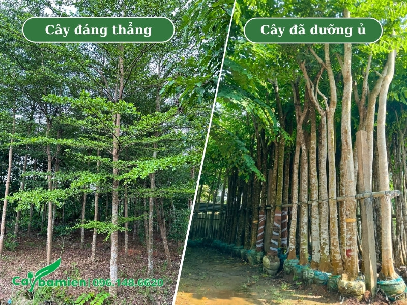 Cây công trình đánh thẳng và đã dưỡng ủ kỹ