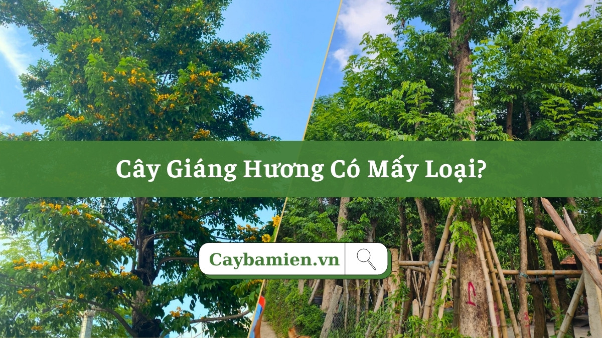 Cây Giáng Hương có mấy loại? Cách phân biệt các loại phổ biến ở Việt Nam