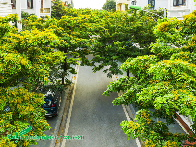Trồng cây giáng hương đuôi công dọc vỉa hè đường phố để lấy bóng mát