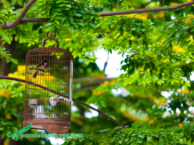 Tán lá xanh tươi quanh năm của cây giáng hương công trình