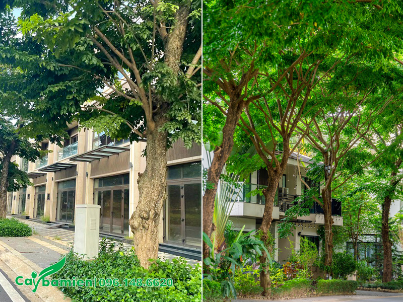 Giáng Hương công trình trồng trồng trước nhà biệt thự và nhà liền kề trong khu đô thị