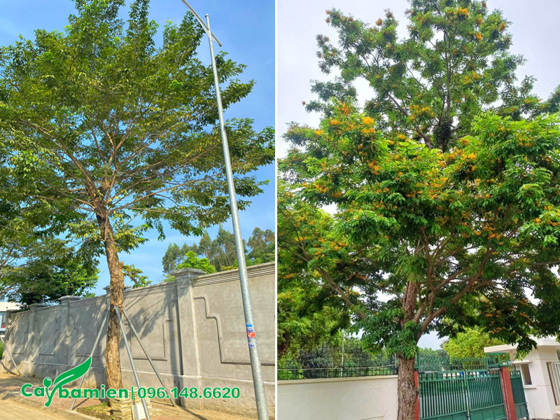 Trồng cây giáng hương lâu năm, tán đẹp trước cổng nhà