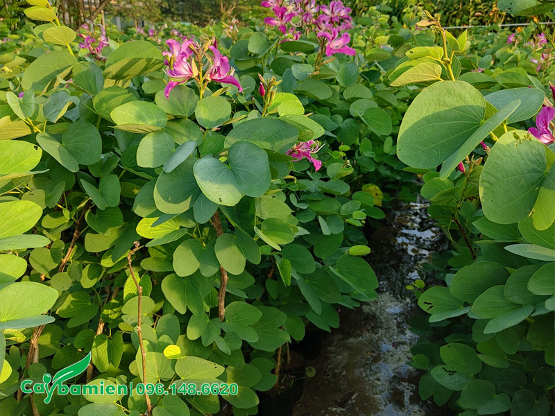 Cây giống hoa ban tím nguyên bầu, sẵn hoa, chiều cao 50 - 60cm