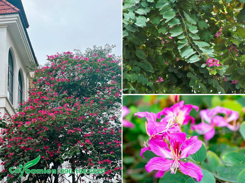Trồng cây hoa ban tím trước nhà cho gia chủ mệnh Hỏa và mệnh Thổ