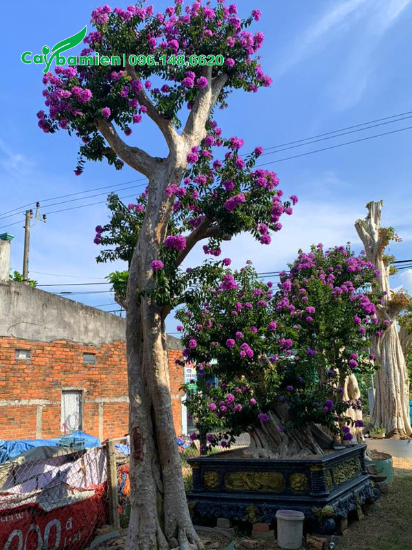 Săng lẻ ghép bằng lăng trồng đất và trồng chậu
