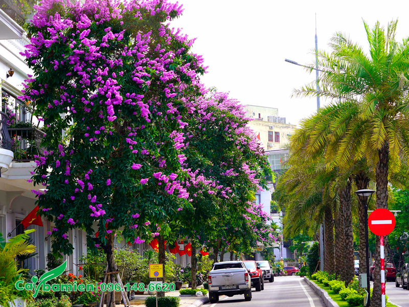 Cây Bằng Lăng trồng đường phố, cây cổ thụ cao 8m, hoa nở rực rỡ