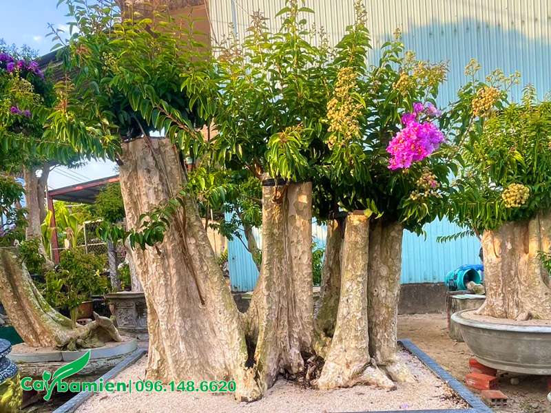 Trồng cây săng lẻ trong chậu, chăm sóc tốt để cây ra hoa