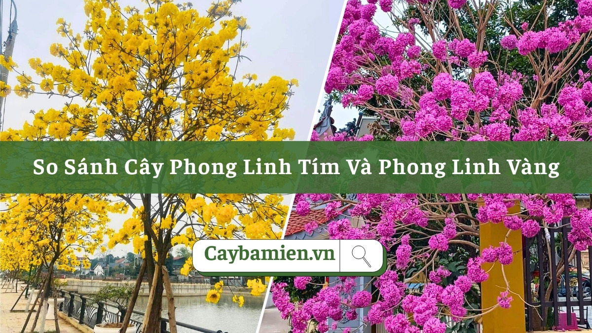 Hình ảnh so sánh toàn diện cây phong linh tím và phong linh vàng trồng công trình