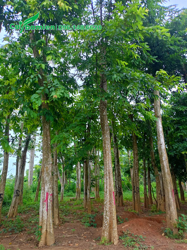 Vườn dưỡng ủ hàng trăm cây săng lẻ lâu năm, chiều cao 8m